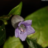 Strobilanthes adenophora Nees